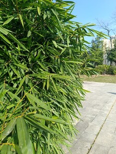 翠绿竹林旁的开阔道路