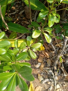 绿叶繁茂的地面植物景观