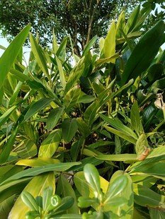 翠绿繁茂的植物景观