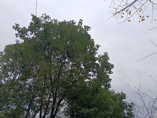 户外繁茂绿树景观