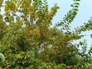 秋日葱郁树林景象