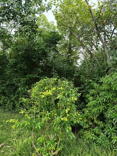 茂密绿植的自然景致