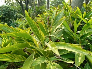 翠绿繁茂的热带植物景观