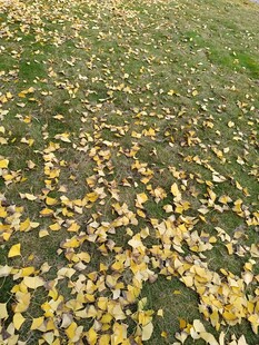 金黄落叶铺满草地