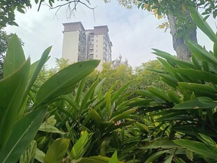 绿植掩映下的高楼景观