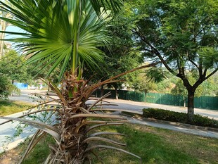 公园中的棕榈树与绿植