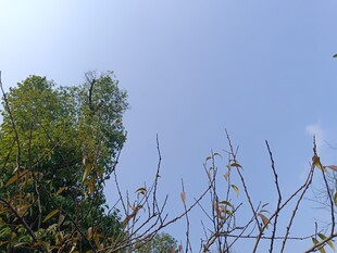 蓝天绿树间的秋日植物