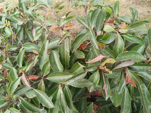 绿叶红边植物特写