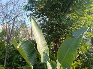 阳光下的宽大绿叶植物