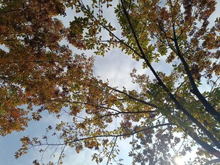 秋日仰拍斑斓树木景致