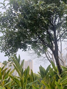 林间绿植与朦胧远景