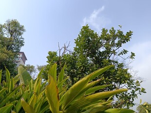 户外葱郁绿植与蓝天景象