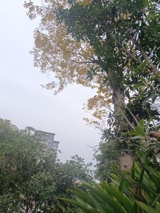 秋日园林树木景致