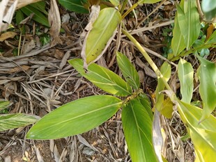 嫩绿植物枝叶特写