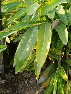 翠绿斑斓的观叶植物