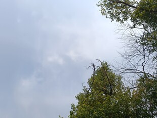 仰视天空中的葱郁树木