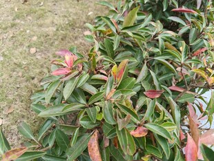 多彩叶片植物特写