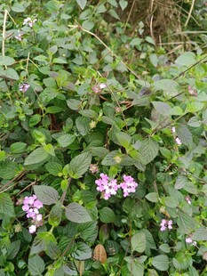 绿叶丛中的紫色小花