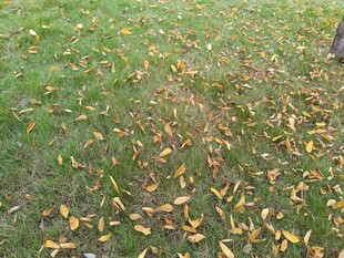 秋日草地落叶美景