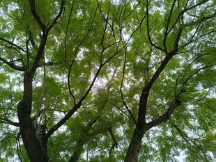 仰视葱郁树冠
