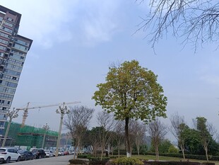 城市中的绿树景观