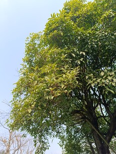 茂盛绿树展现勃勃生机