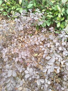 地面上的多彩植物景观