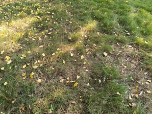 草地中的斑驳光影与小花