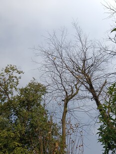 冬日枯树与葱郁树木相映