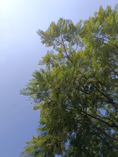 蓝天映衬下的翠绿树梢