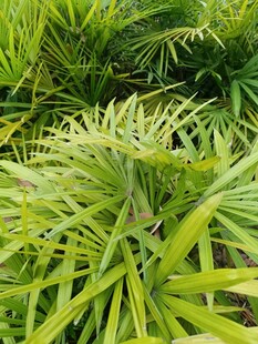 翠绿丛生的细长叶片植物