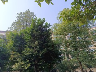 户外繁茂绿树景观