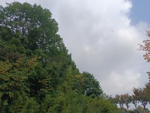 蓝天白云下的葱郁树林