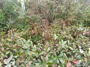 野外繁茂的多彩灌木丛