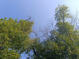 蓝天绿树风景图