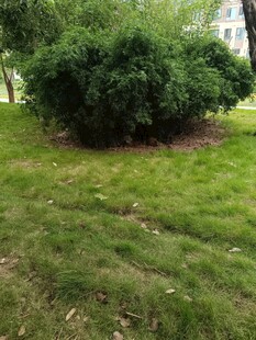 绿意盎然的草地与灌木丛