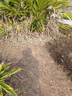 地面水渍旁的绿植景观