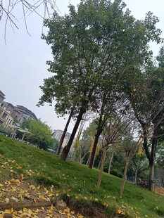 秋日公园绿树草地景致