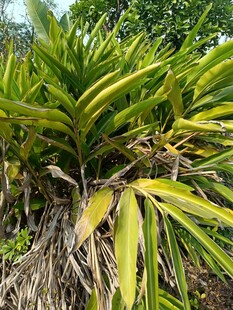 翠绿龙舌兰植物特写