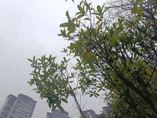 城市中的绿树景观