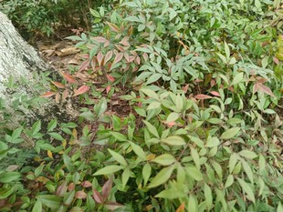 多彩植物丛中的自然景致