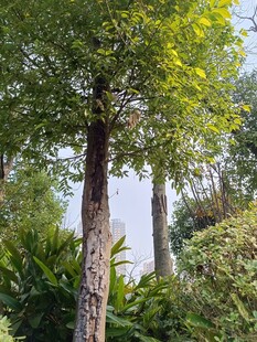 绿树挺立在繁茂植物间