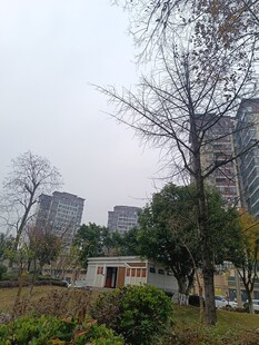 城市中的静谧园林景观