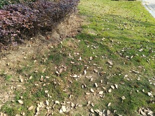 草地旁的灌木丛与落叶