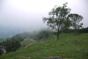 山间孤树 云雾缭绕之景