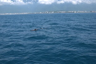 海中游泳者 广阔蓝色水域