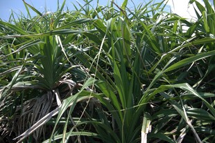 茂盛的绿色甘蔗植株