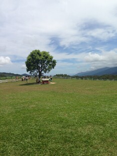 草原孤树风景图