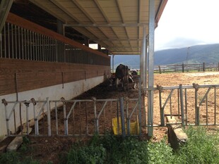 农场中的牲畜棚舍场景