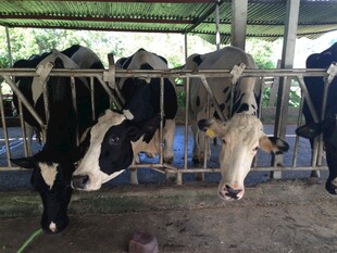 牛舍中的黑白花奶牛